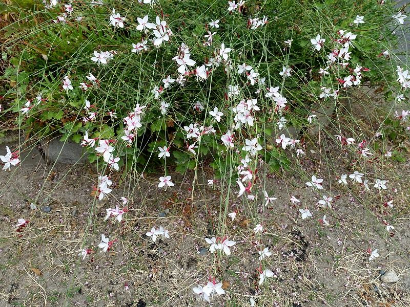 8月30日 今日の一花 その２ ガウラ ハクチョウソウ その２ Gazengamaのブログ 散歩中に出合った花と趣味の陶芸作品 楽天ブログ
