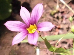 ニワゼキショウ