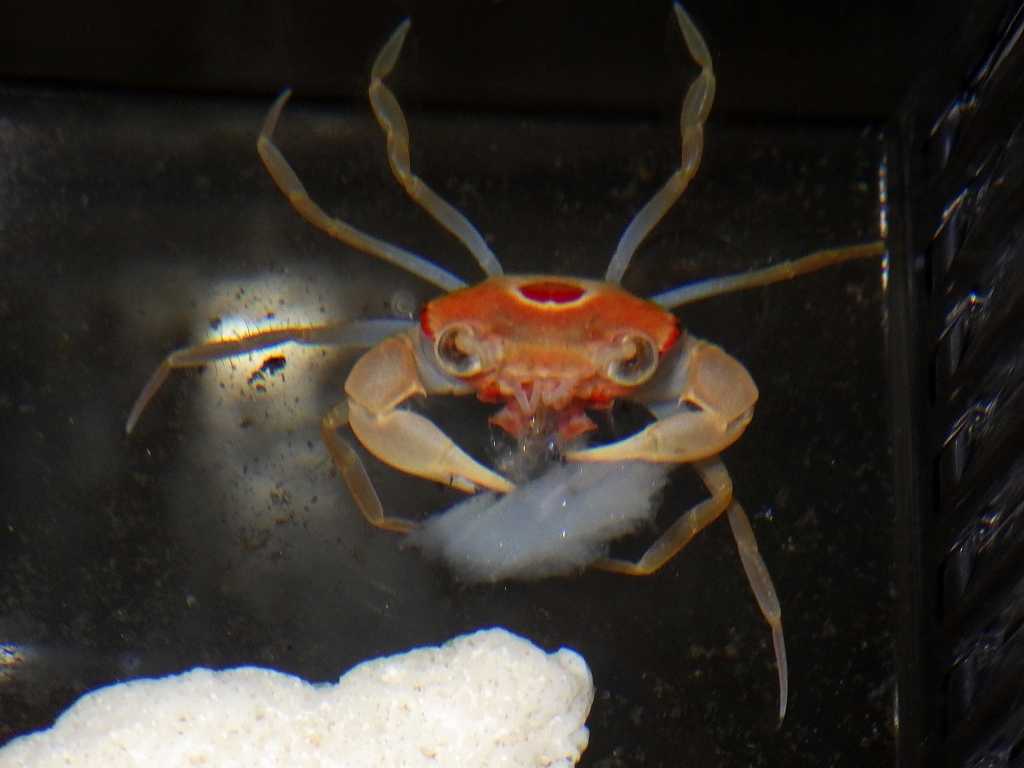 その他の生物 の記事一覧 海水魚が好き 楽天ブログ