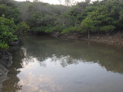 沖縄マングローブ採集2016年11月上旬2　汽水域