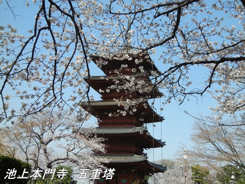 池上本門寺とその周辺の桜