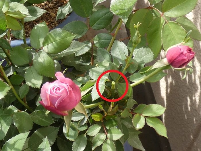 中心の初蕾を摘蕾して開花促進 今日の初蕾は パディマグレディ ラフランス バラの美と香りを求めて 楽天ブログ