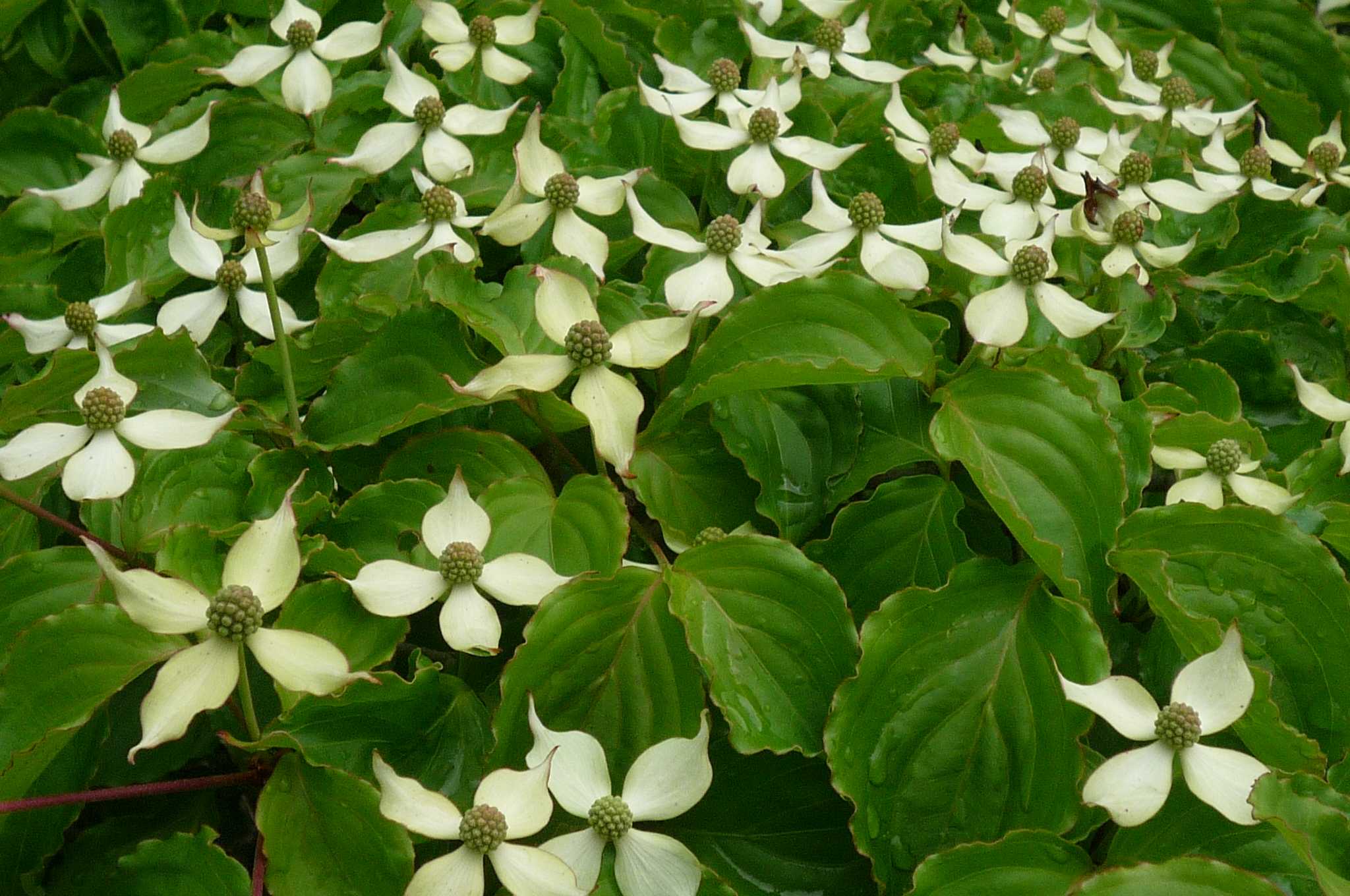 ヤマボウシやウツギ等白い花が咲き始めているようです 茉優 翔 家庭菜園ブログ 楽天ブログ