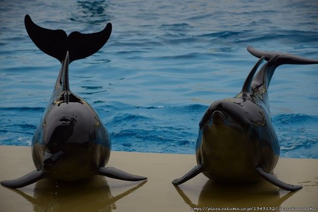 ボルソナロ大統領、2回目の検査でコロナウイルス陰性反応