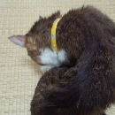 お風呂に入った福ちゃん２