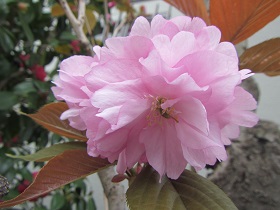 八重桜.jpg