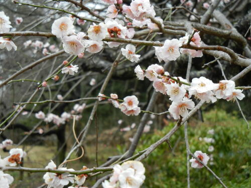 昭和記念公園にて