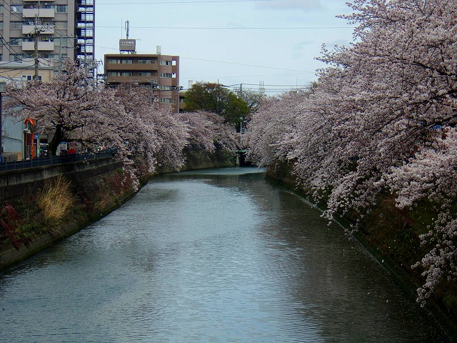 2016 4月４日大井橋より下流.jpg
