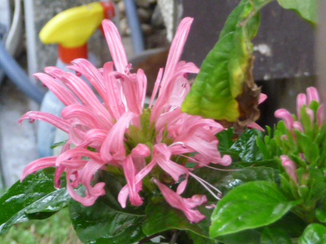 198 珊瑚花