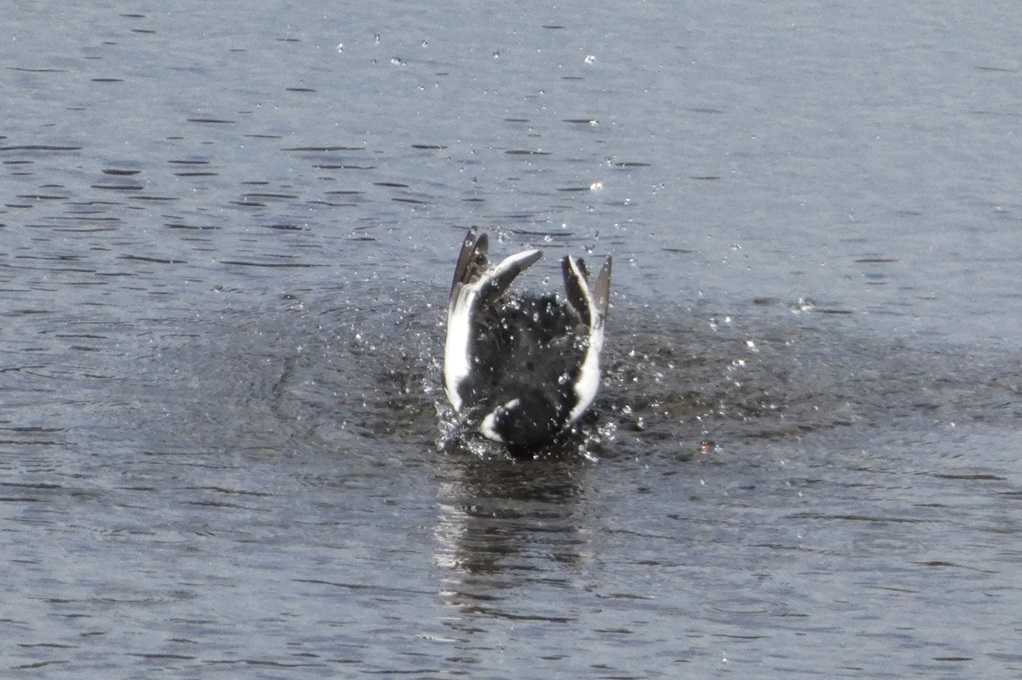 515