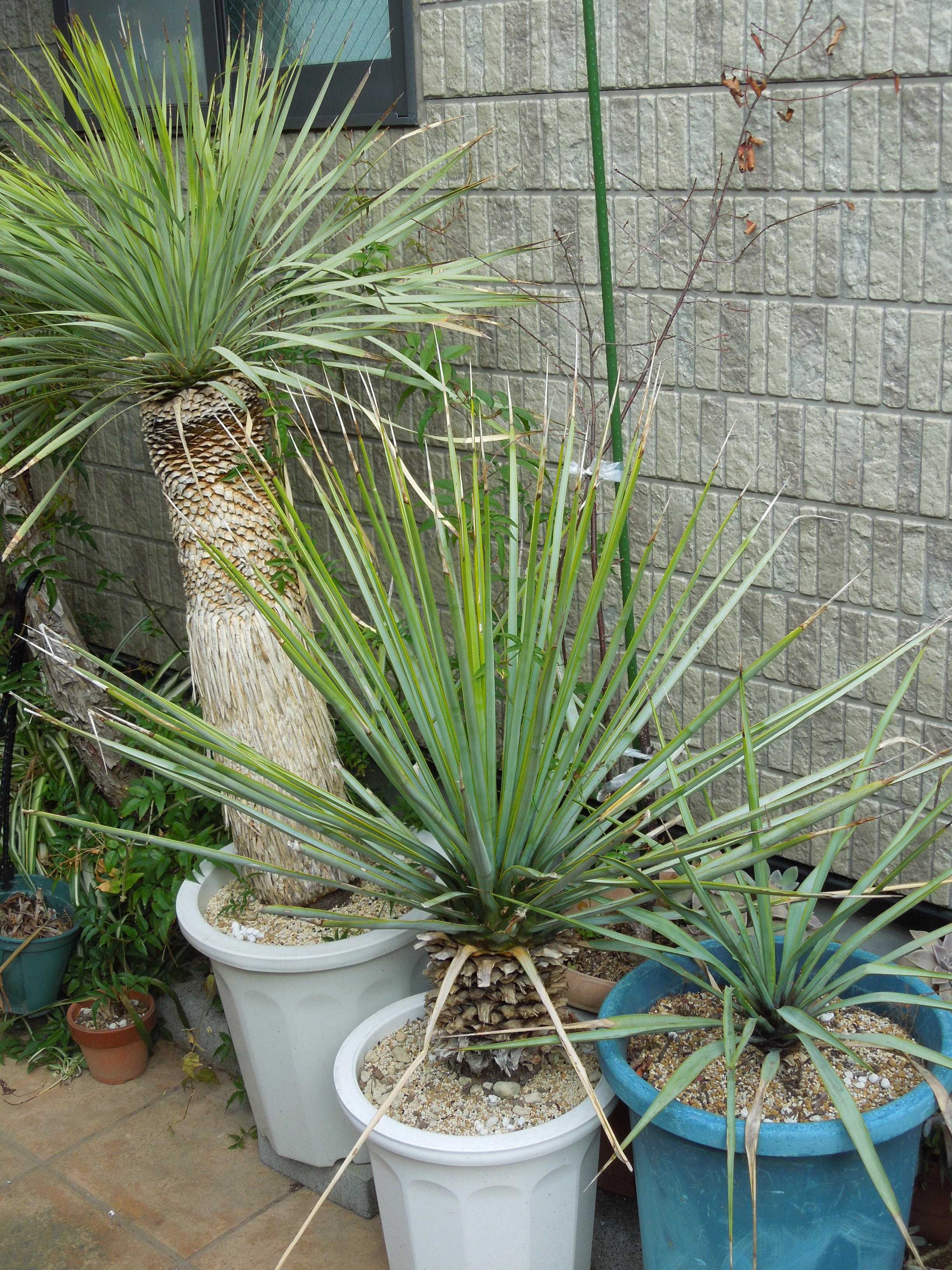 ユッカ・リギダ - 植物/観葉植物