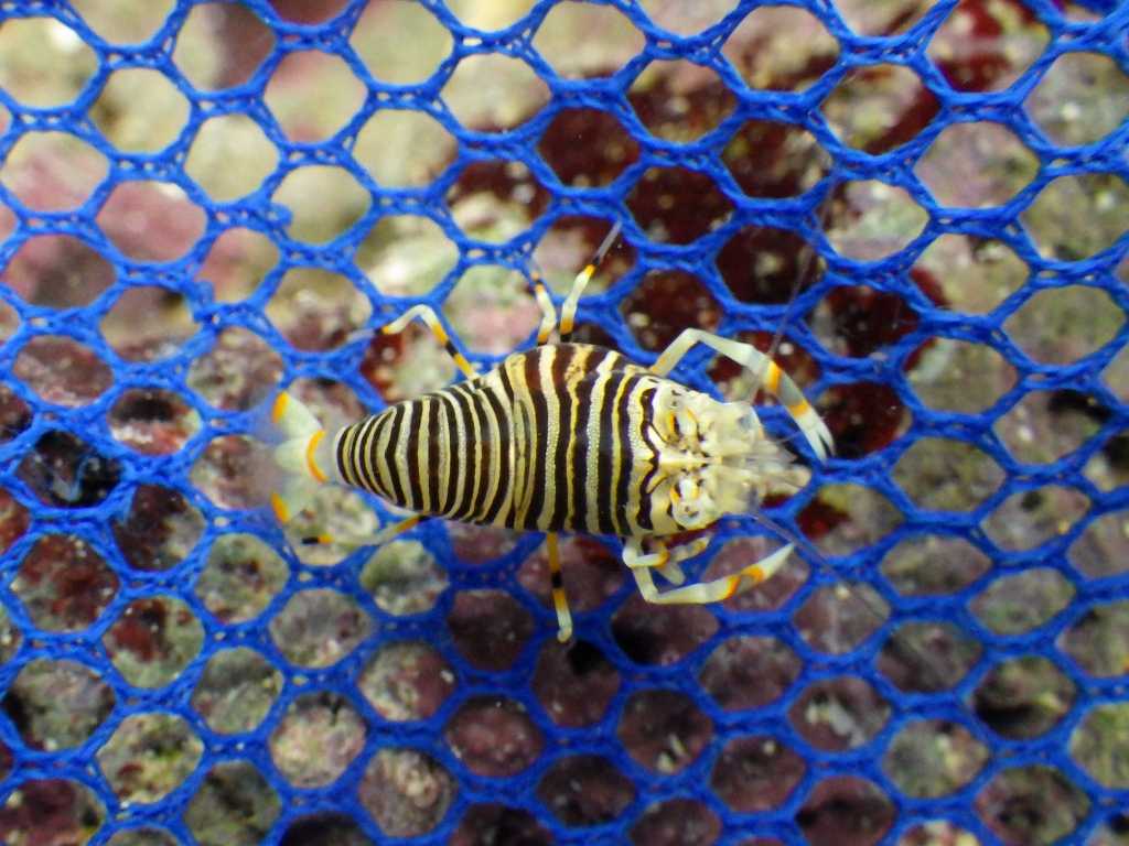 沖縄磯採集2018年7月中旬30　ヨコシマエビに寄生するエビヤドリムシ科の一種（Bopyridae sp.）