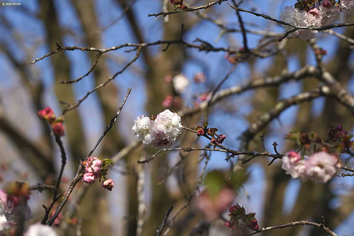 ヒナギクザクラ（雛菊桜、バラ科）