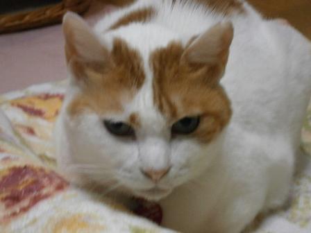 maru
