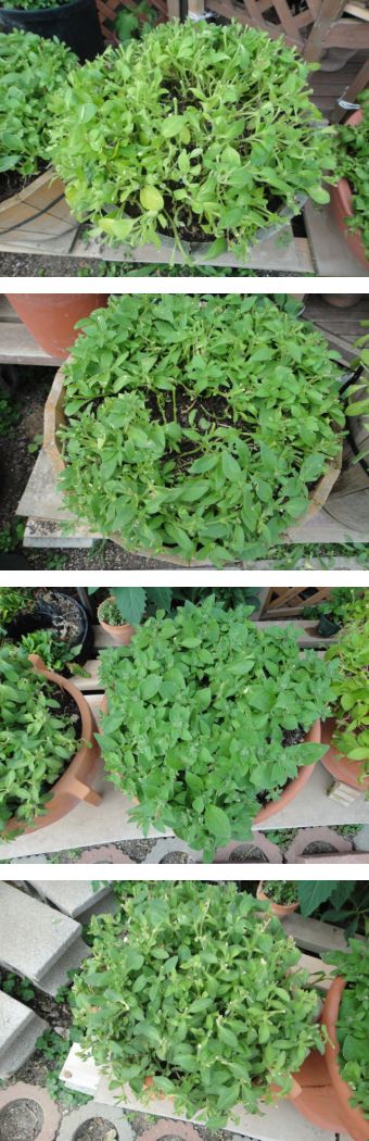 裏庭には切り戻し鉢がたくさんあります。