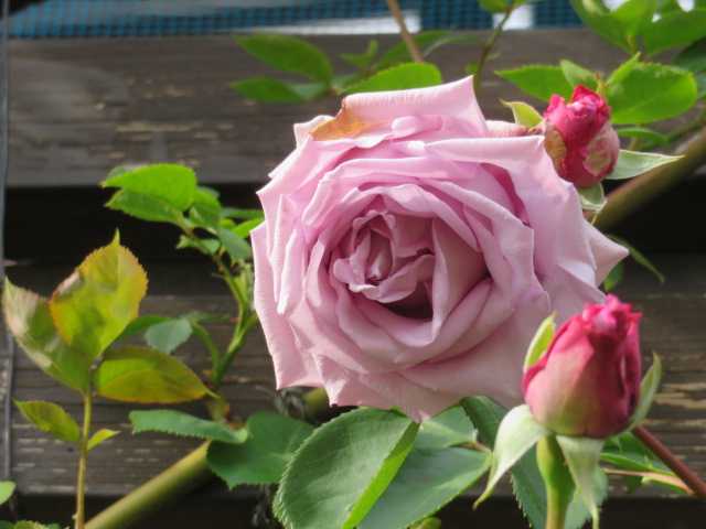 の ば 薔薇 花園 あ の ば まるで「秘密の花園」！～あなたの薔薇ガーデンを拝見～｜Madame ＭのCamera