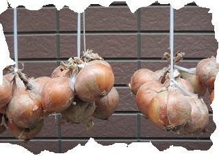 生物１タマネギ.jpg