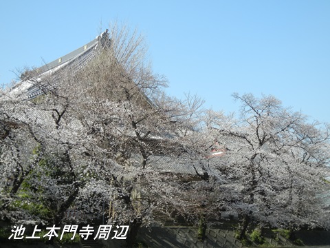 池上本門寺とその周辺の桜