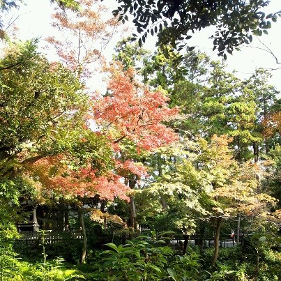 鎌倉八幡宮.jpg