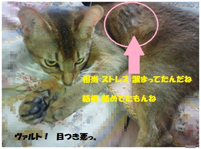 2012エリザベスカラーとれた2