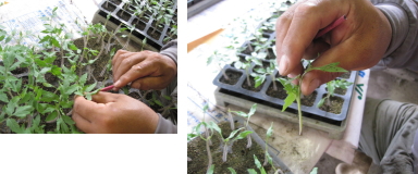 7.　そこににカットした穂木を.jpg