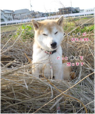 0323朝わら.jpg