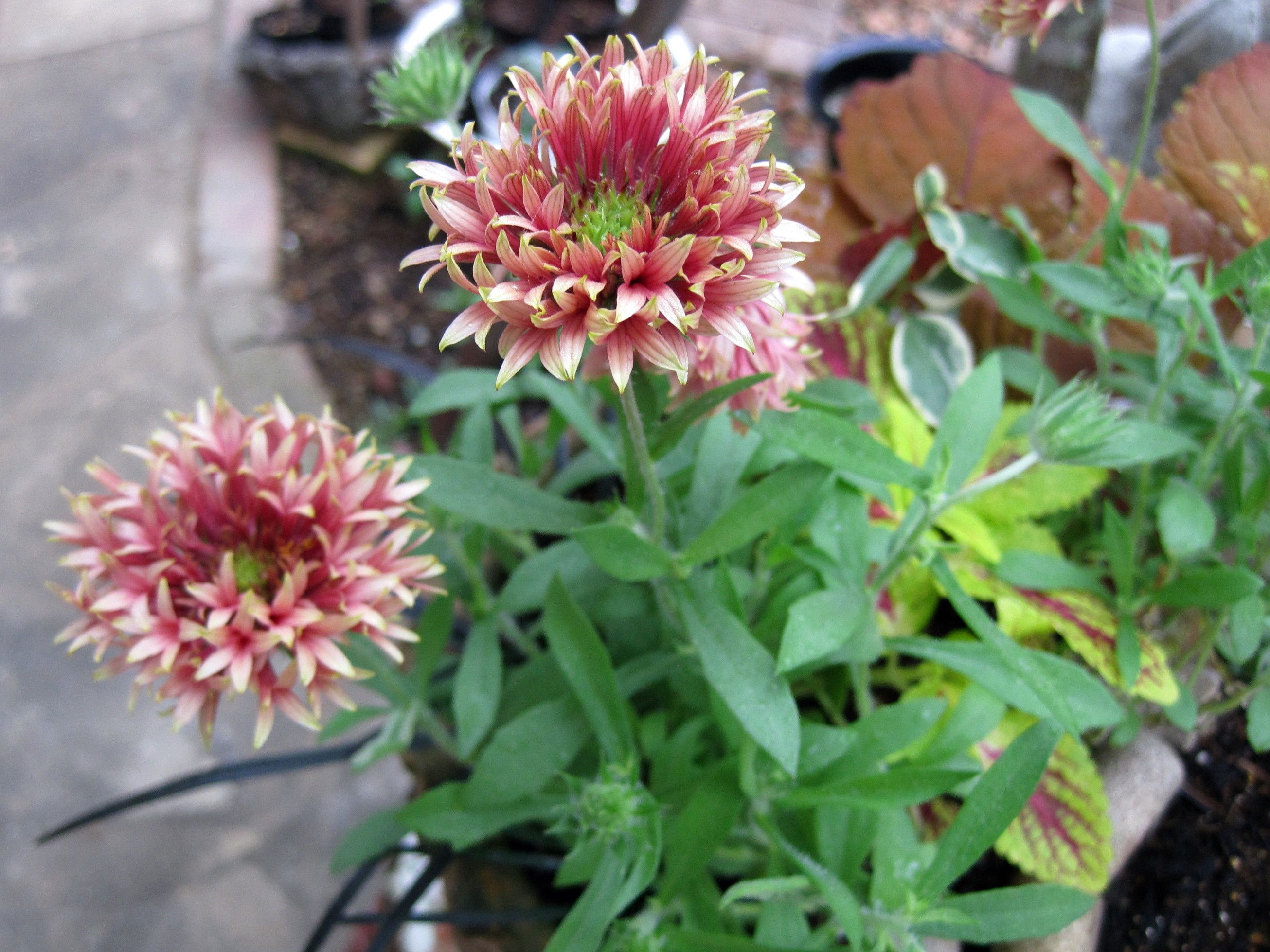 ガイラルディアがまたたくさん咲きだした W たねをまく日々 楽天ブログ