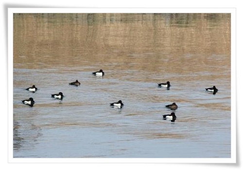 健民海浜公園-2 キンクロハジロ 14.3.17