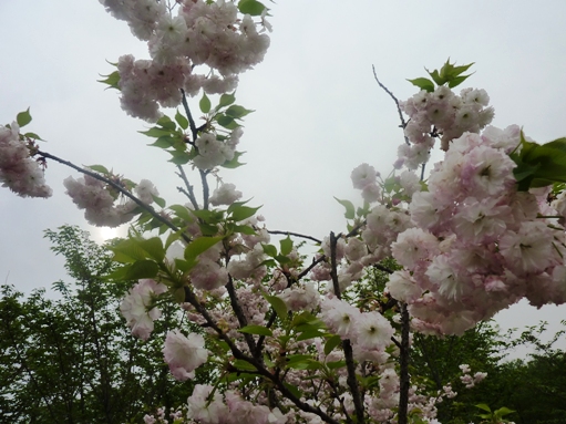 086顧村公園４.jpg