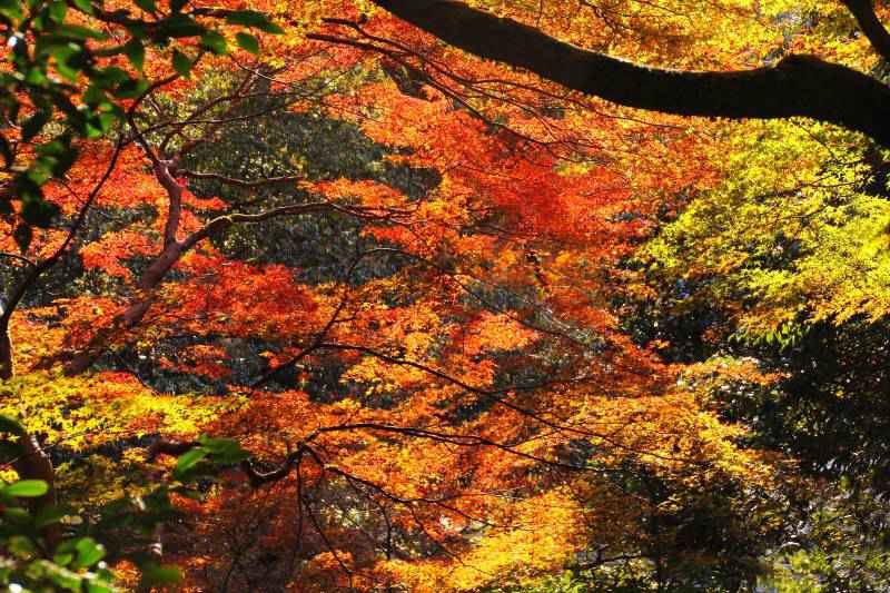 箕面滝道の残り紅葉_003斜光に輝く.jpg