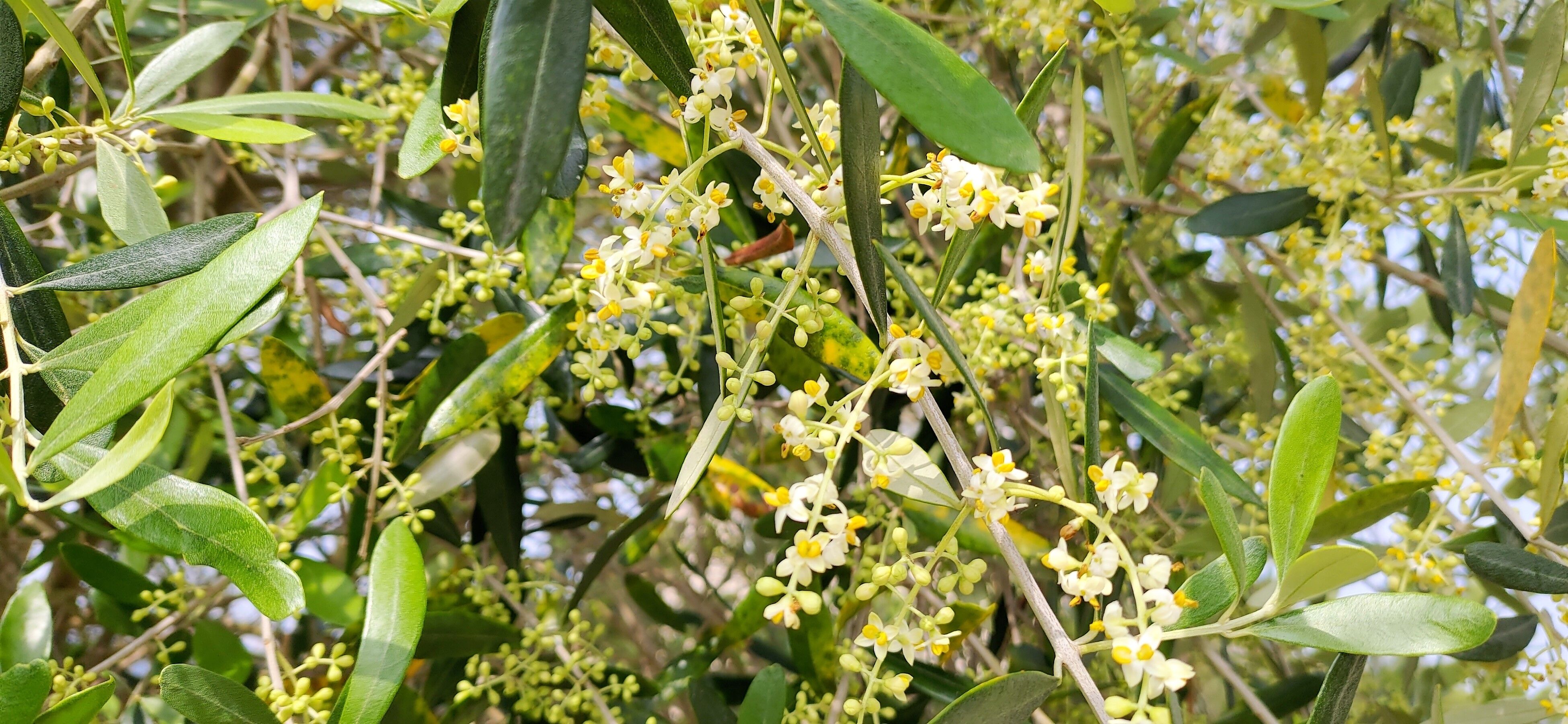地植え9年目のオリーブ ルッカ に花が咲き いい香りです 衝動買いなんてしません 楽天ブログ