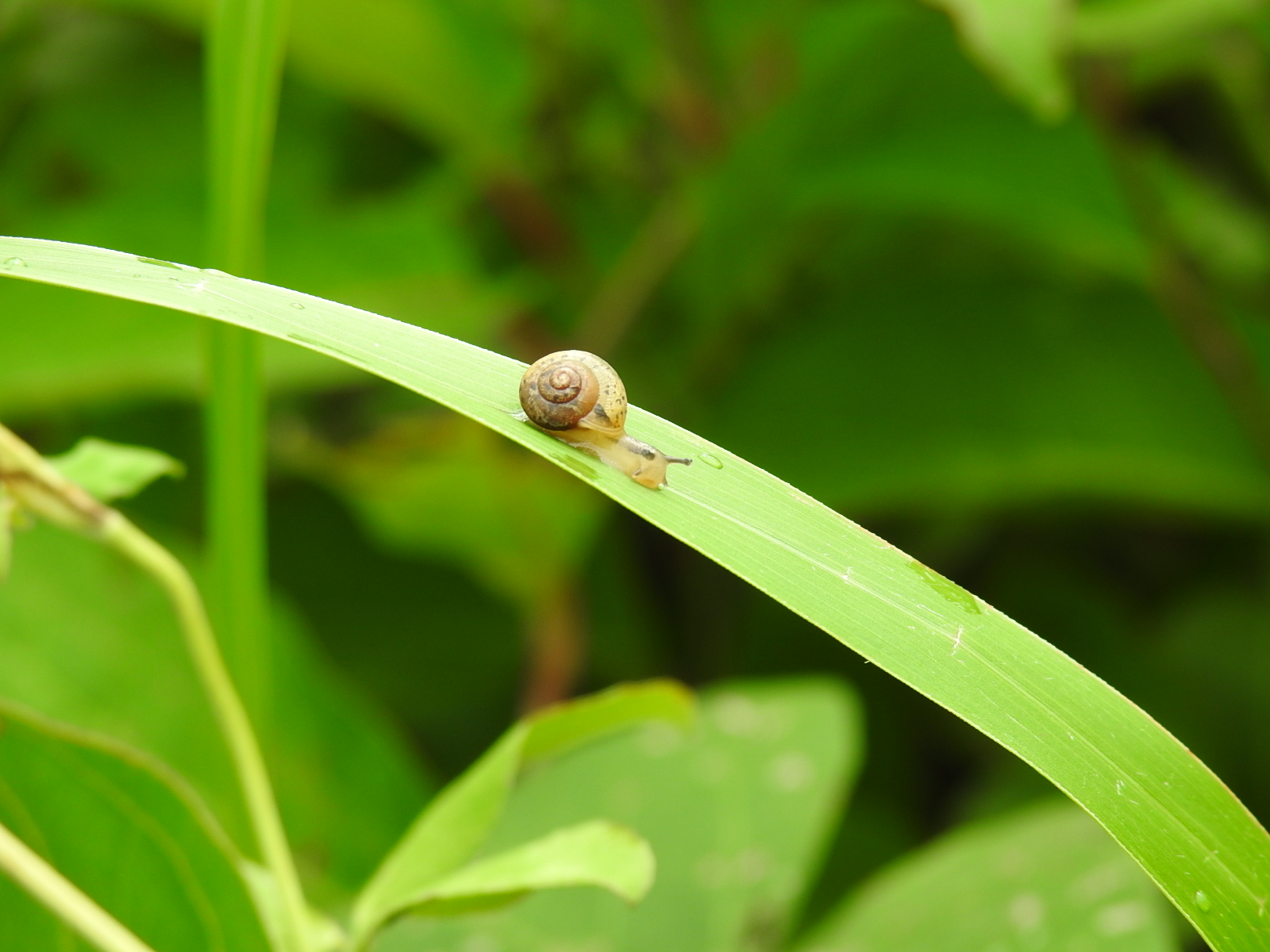 かたつむり 蝸牛 貝殻 巻貝の仲間 小さな生き物 無料写真 | bevepop フリー 写真素材 - 楽天ブログ