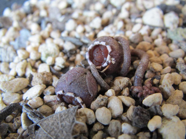 原種シクラメンの種子