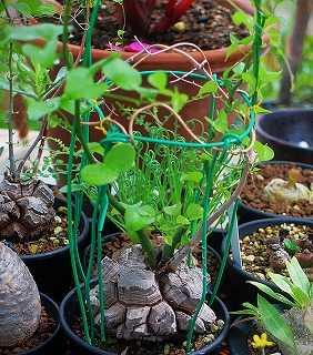 送料無料 入手困難 激レア ユーフォルビア 飛竜 カタチ製作所 バレル 超良個体 ユーフォルビア・飛龍と玉鱗宝の塊根種 | ☆ガマンマの ニク