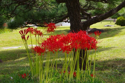 旧芝離宮恩賜庭園の彼岸花