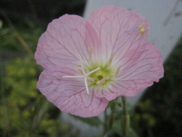IMG_8736.JPG