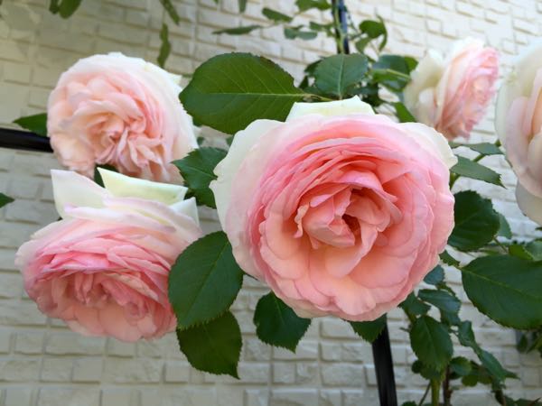 rblog-20160516073120-06.jpg