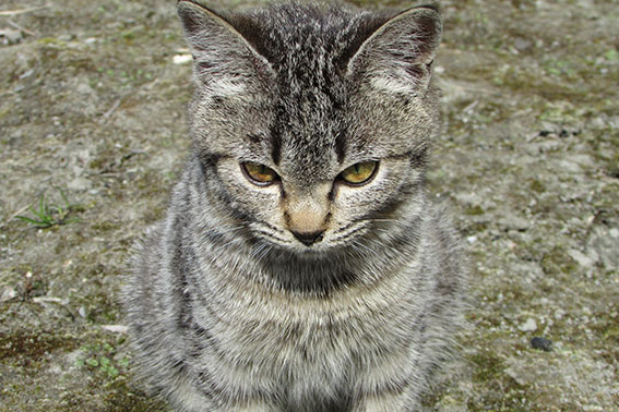 我が家のニャンコ♪2015/2/28-3