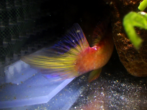 ヤリイトヒキベラ（Cirrhilabrus lanceolatus）15
