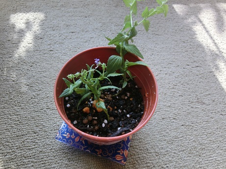 宿根ネメシア挿し木