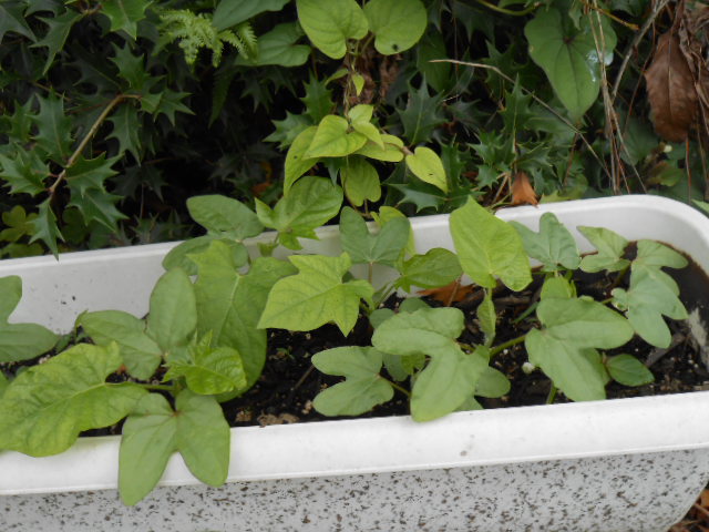 DSCN0295.JPG