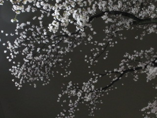 夜桜.JPG