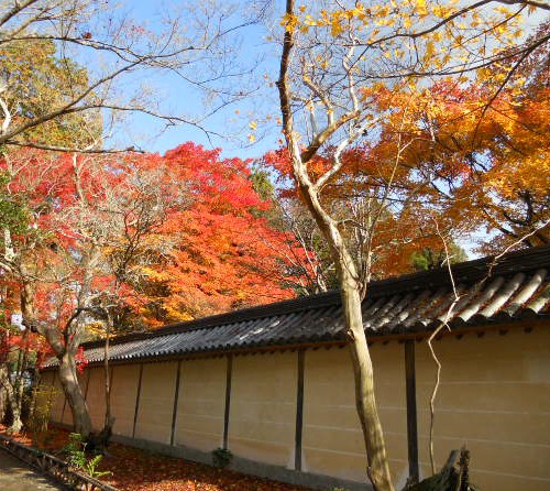 2012-11 二尊院の紅葉.jpg