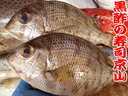 長崎県五島列島から届いた魚です 今到着しました お寿司の出前専門店 黒酢の寿司京山 楽天ブログ