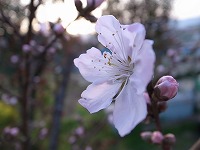 20130319桃の花