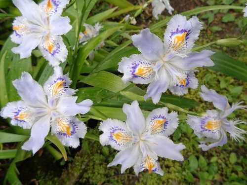 庭の花 諏訪湖のほとり 山岡弘道ノート 楽天ブログ