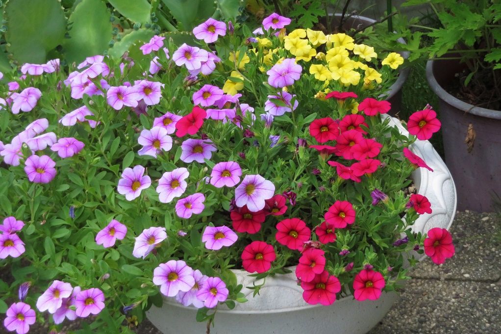 庭の花 ヒマワリ ミリオンベル ルリマツリ ヒマワリの種を食うスズメ 大分金太郎の花鳥蝶月 楽天ブログ 庭の花 ヒマワリ ミリオンベル ルリマツリ ヒマワリの種を食うスズメ 大分金太郎の花鳥蝶月 楽天ブログ