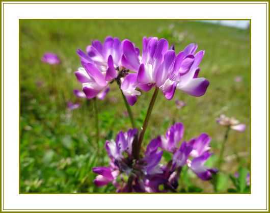 令和４年４月14日 蓮華草色とりどりの妖精舞ふ 花の歳時記 天南星の魅力 山野草 楽天ブログ