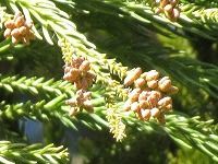 １月１２日の誕生花 スギ 杉 の花言葉は 雄大 緑濃い針葉樹の 堅実 な杉山 弥生おばさんのガーデニングノート 花と緑の365日 楽天ブログ