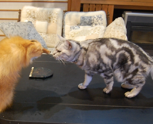 DSC_0004.JPG